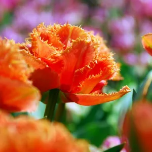 Tulipa 'Sensual Touch', Tulip 'Sensual Touch', Fringed Tulip 'Sensual Touch', Fringed Tulips, Spring Bulbs, Spring Flowers, Double Tulips, Orange Tulips, Tulipes Dentelle