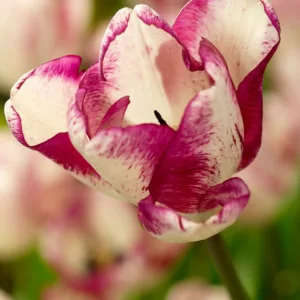 Tulipa 'Shiun',Tulip 'Shiun', Triumph Tulip 'Shiun', Triumph Tulips, Spring Bulbs, Spring Flowers, Purple Tulip, Bicolor Tulip, White Tulip