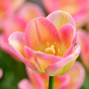 Tulipa 'Showbizz',Tulip 'Showbizz', Triumph Tulip 'Showbizz', Triumph Tulips, Spring Bulbs, Spring Flowers, Pink Tulip