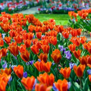 Kaufmanniana Tulip, Tulipa Showwinner, Tulipa Show winner,Tulip 'Showwinner', Kaufmanniana Tulip 'Showwinner', Tulip 'Show Winner', Kaufmanniana Tulip 'Show Winner'Waterlily Tulip 'Showwinner', Kaufmanniana Tulips, Spring Bulbs, Spring Flowers,Tulipe Show