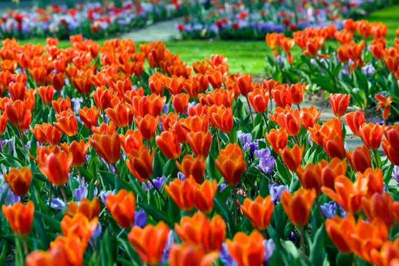 Kaufmanniana Tulip, Tulipa Showwinner, Tulipa Show winner,Tulip 'Showwinner', Kaufmanniana Tulip 'Showwinner', Tulip 'Show Winner', Kaufmanniana Tulip 'Show Winner'Waterlily Tulip 'Showwinner', Kaufmanniana Tulips, Spring Bulbs, Spring Flowers,Tulipe Show