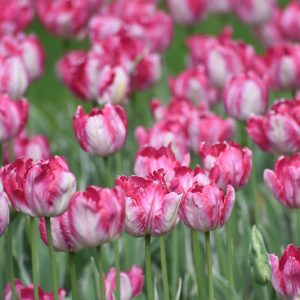 Tulipa 'Silver Parrot', Tulip 'Silver Parrot', Parrot Tulip 'Silver Parrot', Parrot Tulips, Spring Bulbs, Spring Flowers, Tulipe Green Wave, Parrot Tulip, Pink Tulip, Bicolor Tulip, Tulipe perroquet