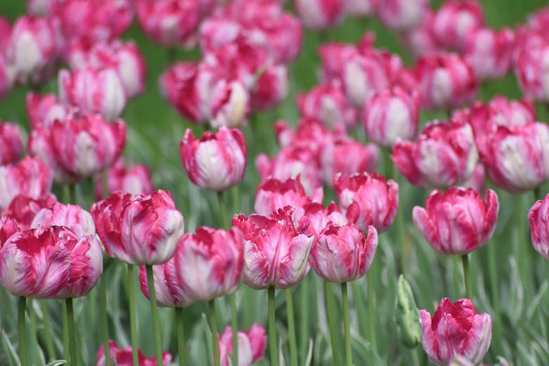 Tulipa 'Silver Parrot', Tulip 'Silver Parrot', Parrot Tulip 'Silver Parrot', Parrot Tulips, Spring Bulbs, Spring Flowers, Tulipe Green Wave, Parrot Tulip, Pink Tulip, Bicolor Tulip, Tulipe perroquet