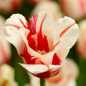 Tulipa 'Sorbet', Tulip 'Sorbet', Single Late Tulip 'Sorbet', Single Late Tulips, Spring Bulbs, Spring Flowers, White Tulip, Bicolor Tulip, Single Late Tulip