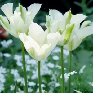 Tulipa 'Spring Green' , Tulip 'Spring Green', Viridiflora Tulip 'Spring Green', Viridiflora Tulips, Spring Bulbs, Spring Flowers, White tulips, late spring tulip, late season tulip