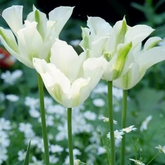 Tulipa 'Spring Green' , Tulip 'Spring Green', Viridiflora Tulip 'Spring Green', Viridiflora Tulips, Spring Bulbs, Spring Flowers, White tulips, late spring tulip, late season tulip