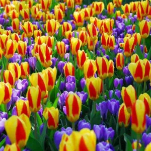 Tulipa Stresa,Tulipe Stresa,Tulip 'Stresa', Kaufmanniana Tulip 'Stresa', Waterlily Tulip 'Stresa', Kaufmanniana Tulips, Spring Bulbs, Spring Flowers, Bicolored Tulip, Red Tulip, Yellow Tulip