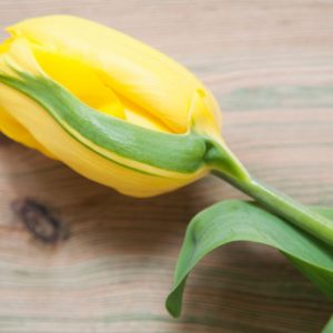 Tulipa 'Strong Gold',Tulip 'Strong Gold', Triumph Tulip 'Strong Gold', Triumph Tulips, Spring Bulbs, Spring Flowers, Yellow Tulip
