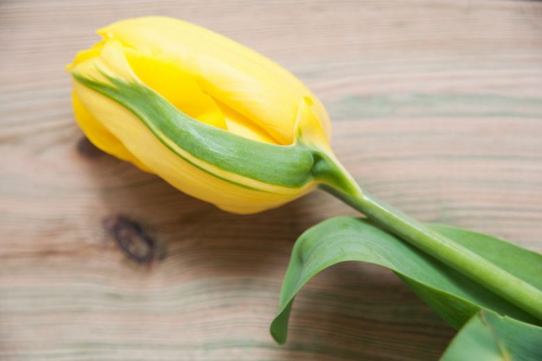 Tulipa 'Strong Gold',Tulip 'Strong Gold', Triumph Tulip 'Strong Gold', Triumph Tulips, Spring Bulbs, Spring Flowers, Yellow Tulip