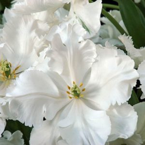 Tulipa Super Parrot, Tulip 'Super Parrot', Parrot Tulip 'Super Parrot', Parrot Tulips, Spring Bulbs, Spring Flowers, Tulipe Super Parrot, White Tulip, Tulipe Perroquet