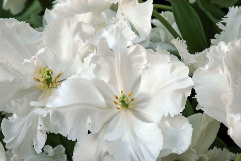 Tulipa Super Parrot, Tulip 'Super Parrot', Parrot Tulip 'Super Parrot', Parrot Tulips, Spring Bulbs, Spring Flowers, Tulipe Super Parrot, White Tulip, Tulipe Perroquet