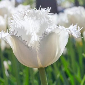Tulipa Swan Wings, Tulip 'Swan Wings', Fringed Tulip 'Swan Wings', Fringed Tulips, Spring Bulbs, Spring Flowers, Tulipe Swan Wings, White tulips, Tulipes Dentelle