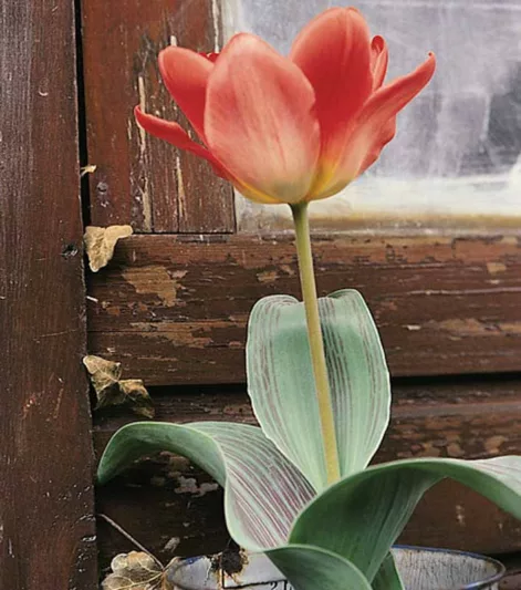 Tulipa Sweet Lady,Tulip 'Sweet Lady', Greigii Tulip 'Red Sweet Lady', Greigii Tulips, Spring Bulbs, Spring Flowers, Tulipe Sweet Lady,Greigii Tulips, Tulipes Greigii, Pink tulips, Apricot Tulips, Orange Tulips