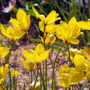 Tulipa Sylvestris, Tulip Sylvestris, Botanical Tulip, Tulip Species, Rock Garden Tulip, Wild Tulip, Woodland Tulip, Florentine Tulip, Yellow tulip
