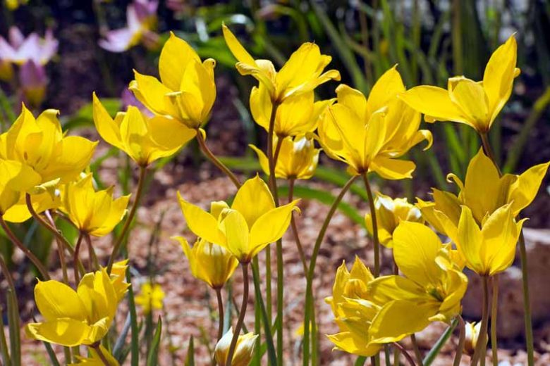 Tulipa Sylvestris, Tulip Sylvestris, Botanical Tulip, Tulip Species, Rock Garden Tulip, Wild Tulip, Woodland Tulip, Florentine Tulip, Yellow tulip