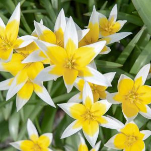Tulip Tarda,Tulipa Dasystemon,Tulip Dasystemon Tarda, Botanical Tulip, Tulip Species, Mid spring tulip, Early spring tulip, bicolored tulip,Specie Tulips, Rock Garden Tulips, Wild Tulips