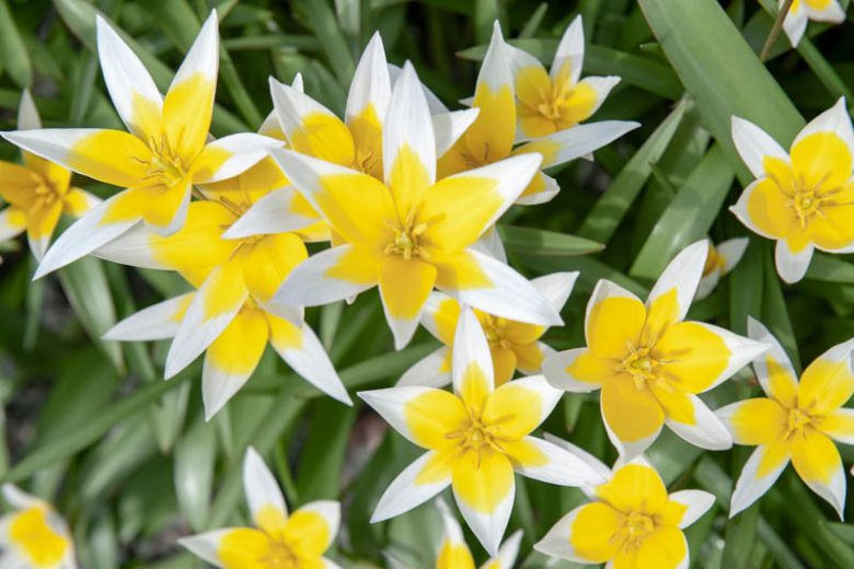 Tulip Tarda,Tulipa Dasystemon,Tulip Dasystemon Tarda, Botanical Tulip, Tulip Species, Mid spring tulip, Early spring tulip, bicolored tulip,Specie Tulips, Rock Garden Tulips, Wild Tulips