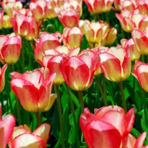 Tulipa 'Tequila Sunrise' , Tulip 'Tequila Sunrise', Darwin Hybrid Tulip 'Tequila Sunrise', Darwin Hybrid Tulips, Spring Bulbs, Spring Flowers,Tulipe Tequila Sunrise, Darwin Tulip, Bicolor Tulip, Tulipe Darwin