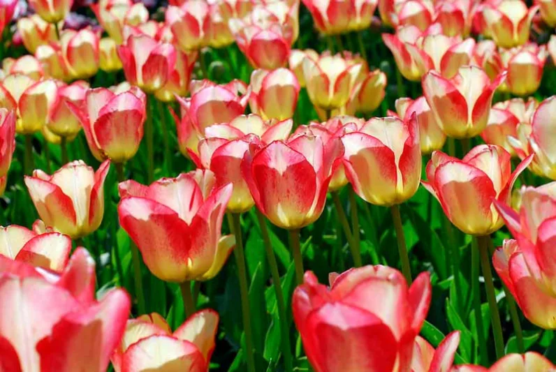 Tulipa 'Tequila Sunrise' , Tulip 'Tequila Sunrise', Darwin Hybrid Tulip 'Tequila Sunrise', Darwin Hybrid Tulips, Spring Bulbs, Spring Flowers,Tulipe Tequila Sunrise, Darwin Tulip, Bicolor Tulip, Tulipe Darwin