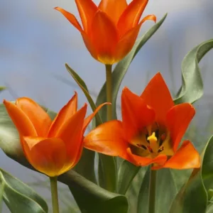 Tulipa Toronto,Tulip 'Toronto', Greigii Tulip 'Toronto', Greigii Tulips, Spring Bulbs, Spring Flowers, Tulipe Toronto, orange tulips
