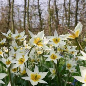 Tulip Turkestanica,Tulipa Turkestanica,Tulipe Turkestanica, Turkestan Tulip, Botanical Tulips, Tulip Species, Rock Garden Tulips, Wild Tulips, Early blooming tulips