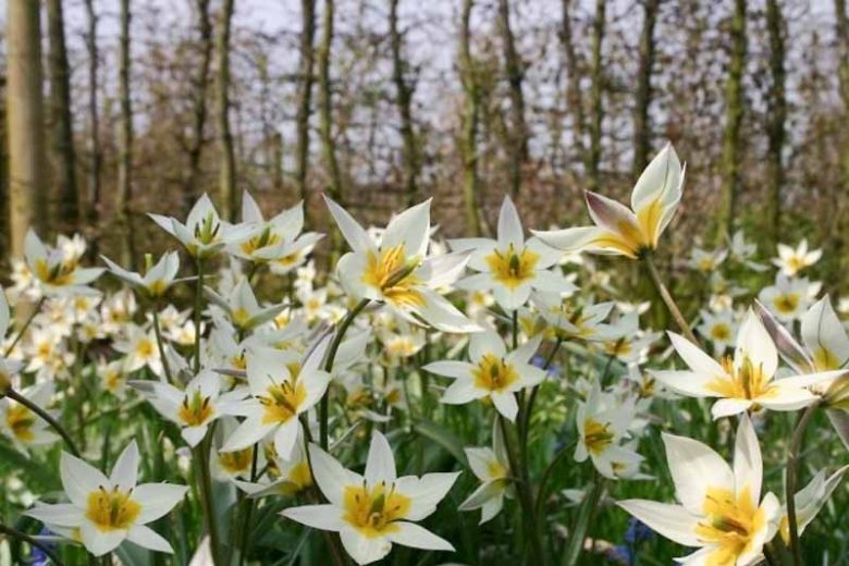Tulip Turkestanica,Tulipa Turkestanica,Tulipe Turkestanica, Turkestan Tulip, Botanical Tulips, Tulip Species, Rock Garden Tulips, Wild Tulips, Early blooming tulips