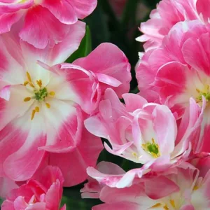 Tulipa Upstar,Tulip 'Upstar', Double Late Tulip 'Upstar', Double Late Tulips, Spring Bulbs, Spring Flowers,Tulipe Upstar, Pink Tulips, Tulipes Doubles Tardives