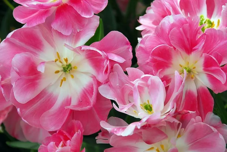 Tulipa Upstar,Tulip 'Upstar', Double Late Tulip 'Upstar', Double Late Tulips, Spring Bulbs, Spring Flowers,Tulipe Upstar, Pink Tulips, Tulipes Doubles Tardives