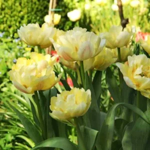Tulipa ''Verona',Tulip 'Verona', Double Early Tulip 'Verona', Double Early Tulips, Spring Bulbs, Spring Flowers,Tulipe Verona, Double White Tulip, White Tulip, Double Yellow Tulip, Yellow Tulip