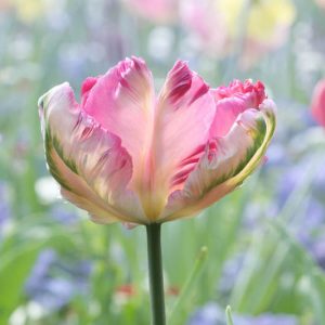 Tulipa 'Weber's Parrot', Tulip 'Weber's Parrot', Parrot Tulip 'Weber's Parrot', Parrot Tulips, Spring Bulbs, Spring Flowers, Tulipe Weber's Parrot, Parrot Tulip, PinkTulip, Bicolor Tulip, Tulipe perroquet