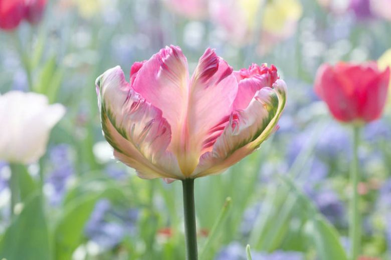 Tulipa 'Weber's Parrot', Tulip 'Weber's Parrot', Parrot Tulip 'Weber's Parrot', Parrot Tulips, Spring Bulbs, Spring Flowers, Tulipe Weber's Parrot, Parrot Tulip, PinkTulip, Bicolor Tulip, Tulipe perroquet