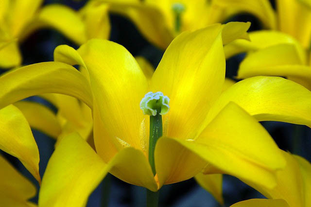 Tulipa West Point,Tulip 'West Point', Lily-Flowered Tulip 'West Point', Lily-Flowering Tulip 'West Point', Lily-Flowered Tulips, Spring Bulbs, Spring Flowers,Tulipe West Point,Lily Flowered Tulip, Yellow Tulip