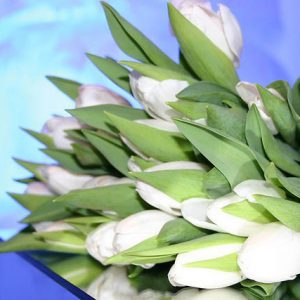Tulipa White Dream,Tulip 'White Dream', Triumph Tulip 'White Dream', Triumph Tulips, Spring Bulbs, Spring Flowers, Tulipe White Dream, White Tulips, Tulipes Triomphe, Mid late spring tulips