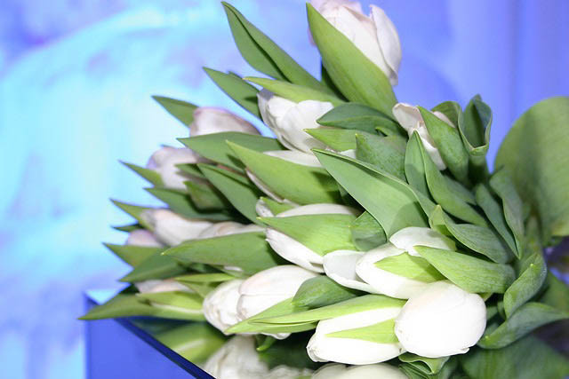 Tulipa White Dream,Tulip 'White Dream', Triumph Tulip 'White Dream', Triumph Tulips, Spring Bulbs, Spring Flowers, Tulipe White Dream, White Tulips, Tulipes Triomphe, Mid late spring tulips