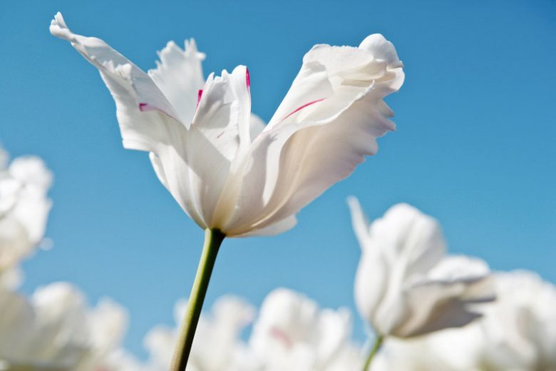 Tulipa 'White Parrot', Tulip 'White Parrot', Parrot Tulip 'White Parrot', Parrot Tulips, Spring Bulbs, Spring Flowers, Tulipe White Parrot, White Tulip, Tulipe Perroquet