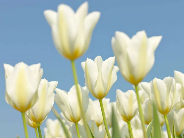 Tulipa White Triumphator, Tulip 'White Triumphator', Lily-Flowered Tulip 'White Triumphator', Lily-Flowering Tulip 'White Triumphator', Lily-Flowered Tulips, Spring Bulbs, Spring Flowers, Tulipe White Triumphator, white tulips, white lily-flowered tulips