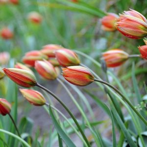 Tulipa Whittallii, Tulip Whittallii, Botanical Tulip, Tulip Species, Rock Garden Tulip, Wild Tulip