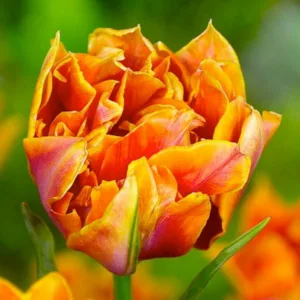 Tulipa 'Willem van Oranje', Tulip 'Willem van Oranje', Double Early Tulip ''Willem van Oranje', Double Early Tulips, Orange Tulip, Tulip Bulbs, Tulips, Tulip, Tulip Popular, Spring Bulbs, Spring Flowers