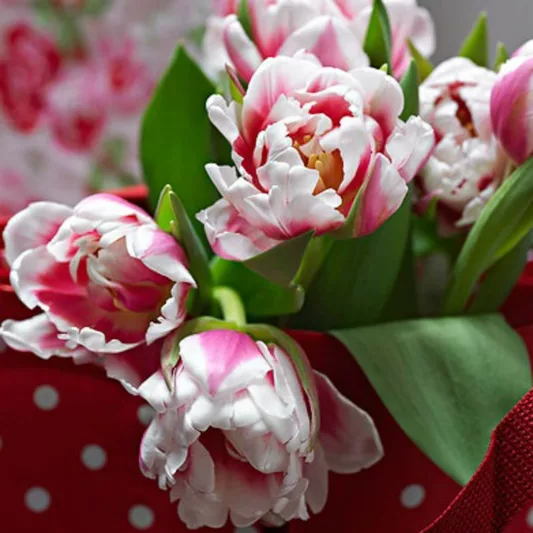 Tulipa Wirosa, Tulip 'Wirosa', Double Late Tulip 'Wirosa', Double Late Tulips, Spring Bulbs, Spring Flowers, Tulipe Wirosa, Double Late Tulip, Late Season Tulip, Late Spring Tulip, Purple Double late Tulip