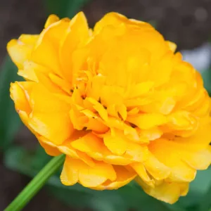 Tulipa 'Yellow Pompenette', Tulip 'Yellow Pompenette', Double Late Tulip 'Yellow Pompenette', Double Late Tulips, Spring Bulbs, Spring Flowers, Yellow Tulip, Double Late Tulip