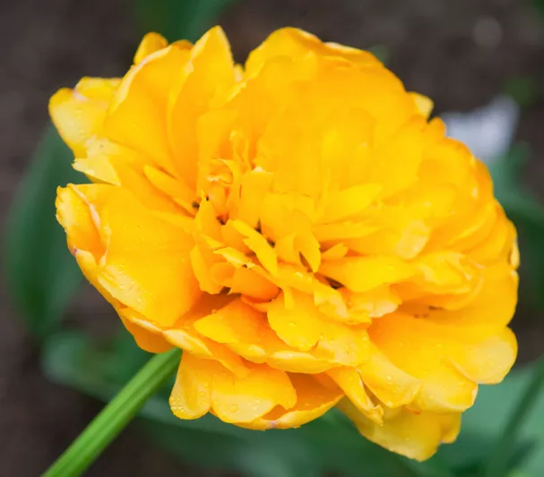 Tulipa 'Yellow Pompenette', Tulip 'Yellow Pompenette', Double Late Tulip 'Yellow Pompenette', Double Late Tulips, Spring Bulbs, Spring Flowers, Yellow Tulip, Double Late Tulip