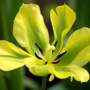 Tulipa 'Yellow Springgreen', Tulip 'Yellow Springgreen', Viridiflora Tulip 'Yellow Springgreen', Tulip 'Yellow Spring Green', Viridiflora Tulip 'Yellow Spring Green', Viridiflora Tulips, Spring Bulbs, Spring Flowers,Tulipes Viridiflora, Yellow Tulips