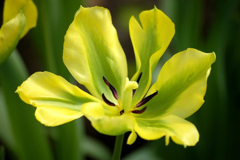 Tulipa 'Yellow Springgreen', Tulip 'Yellow Springgreen', Viridiflora Tulip 'Yellow Springgreen', Tulip 'Yellow Spring Green', Viridiflora Tulip 'Yellow Spring Green', Viridiflora Tulips, Spring Bulbs, Spring Flowers,Tulipes Viridiflora, Yellow Tulips