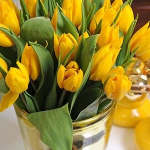 Tulipa Yokohama,Tulip 'Yokohama', Single Early Tulip 'Yokohama', Single Early Tulips, Spring Bulbs, Spring Flowers, Tulipe Yokohama, Yellow Tulips