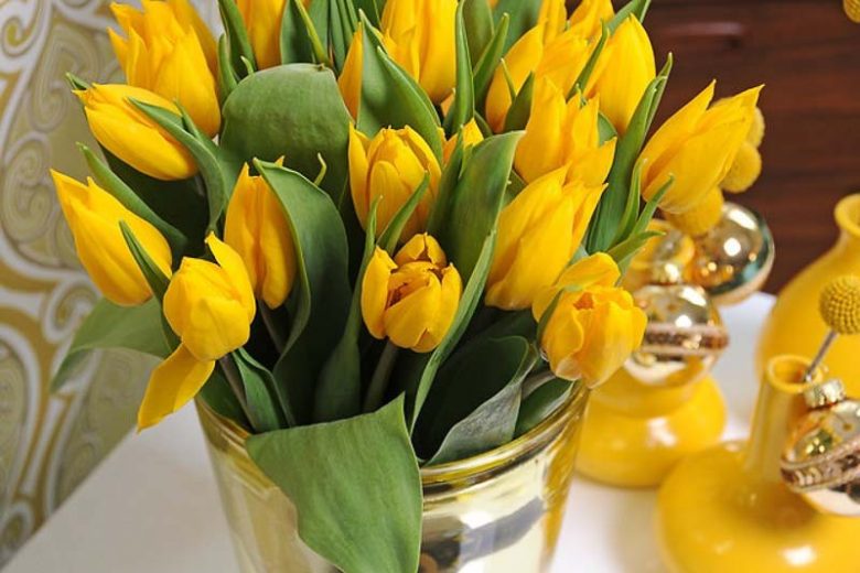 Tulipa Yokohama,Tulip 'Yokohama', Single Early Tulip 'Yokohama', Single Early Tulips, Spring Bulbs, Spring Flowers, Tulipe Yokohama, Yellow Tulips