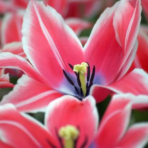 Tulipa Yonina, Tulip 'Yonina', Lily-Flowered Tulip 'Yonina', Lily-Flowering Tulip 'Yonina', Lily-Flowered Tulips, Spring Bulbs, Spring Flowers, Tulipe Yonina, Lily-flowered Tulip, late Season Tulip, Late Spring Tulip,Pink Tulip, Spring Bulbs Combination