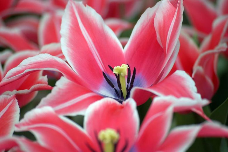 Tulipa Yonina, Tulip 'Yonina', Lily-Flowered Tulip 'Yonina', Lily-Flowering Tulip 'Yonina', Lily-Flowered Tulips, Spring Bulbs, Spring Flowers, Tulipe Yonina, Lily-flowered Tulip, late Season Tulip, Late Spring Tulip,Pink Tulip, Spring Bulbs Combination