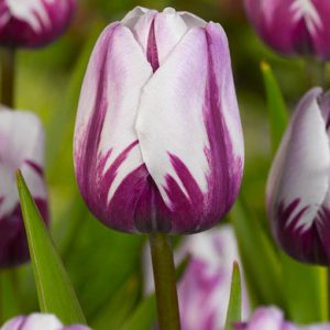Zurel Tulip, Tulipa Zurel, Tulip 'Zurel', Triumph Tulip 'Zurel', Triumph Tulips, Spring Bulbs, Spring Flowers