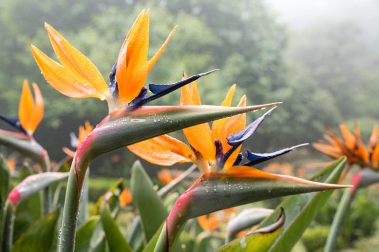 Strelitzia, Crane Flower, Bird of Paradise Flower, Strelitzia reginae, Strelitzia nicolai, Streliztia alba, Strelitzia juncea, Strelitzia caudata