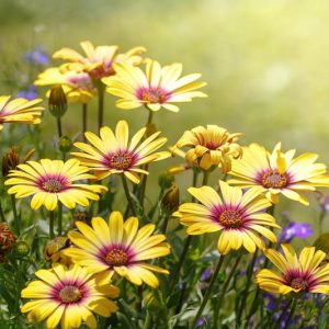 Daisy, Daisies, Daisy Flower, Gerbera Daisy, Shasta Daisy, African Daisy, Yellow Daisy, Daisy Flowers